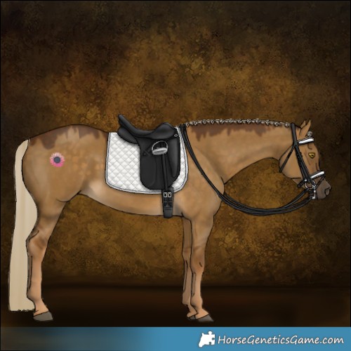 Horse Color:Chocolate Palomino Dun