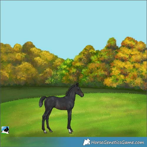 Horse Color:Brown Rabicano 