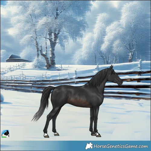 Horse Color:Brown Rabicano 