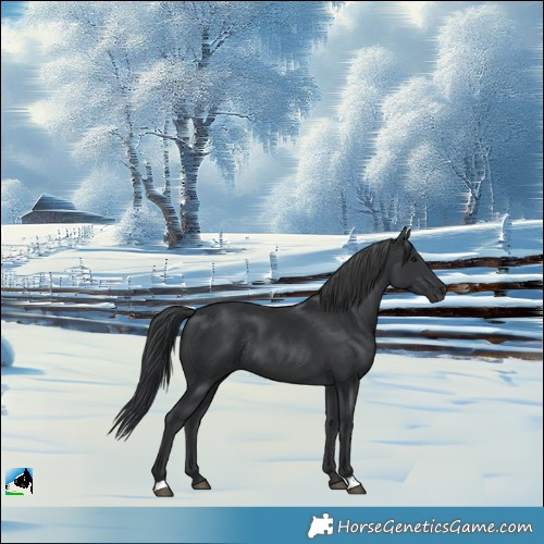 Horse Color:Black Rabicano 