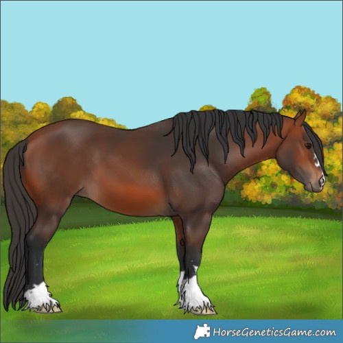 Horse Color:Bay 