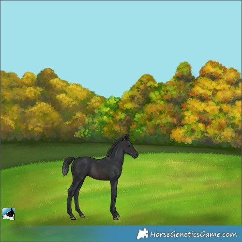 Horse Color:Brown Rabicano 