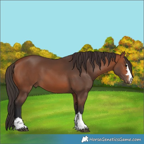 Horse Color:Bay 