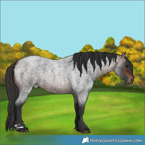Horse Color:Brown Roan 