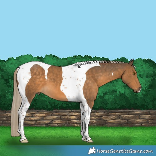 Horse Color:Chocolate Palomino Tobiano 