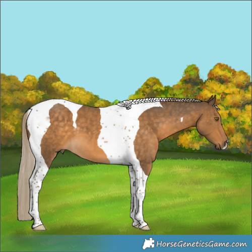 Horse Color:Chocolate Palomino Tobiano 