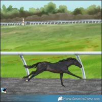 Horse Color:Brown Rabicano 