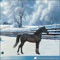 Horse Color:Brown Rabicano 