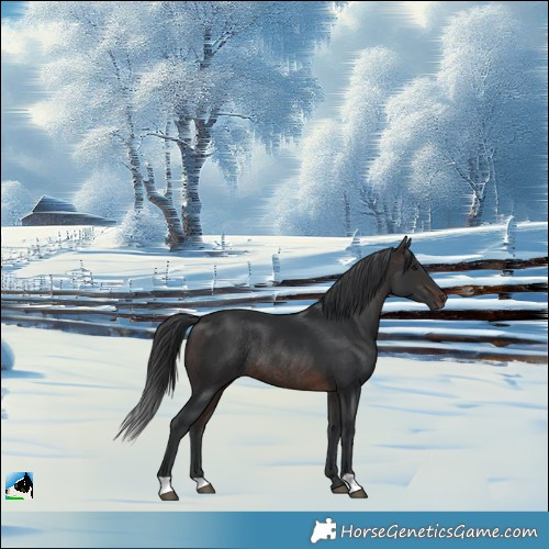 Horse Color:Brown Rabicano 