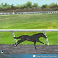Horse Color:Brown Rabicano 