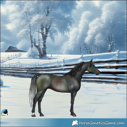 Horse Color:Brown Rabicano 