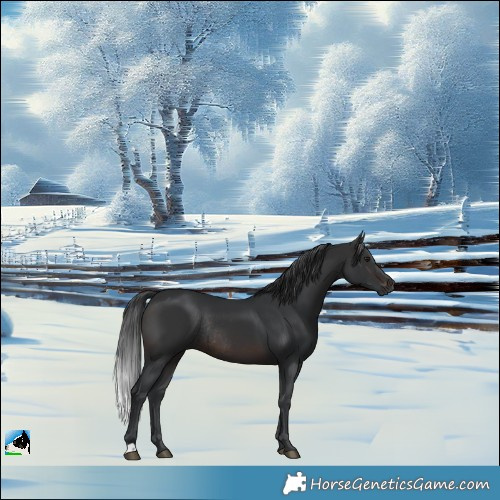 Horse Color:Brown Rabicano 