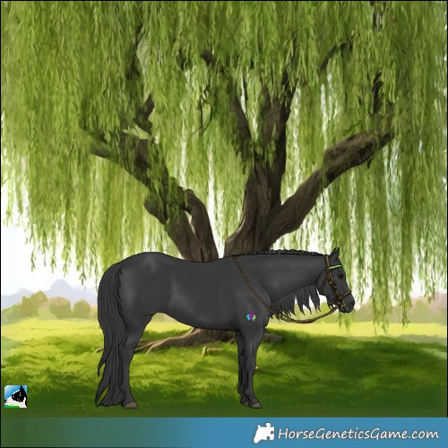 Horse Color:Black Rabicano 