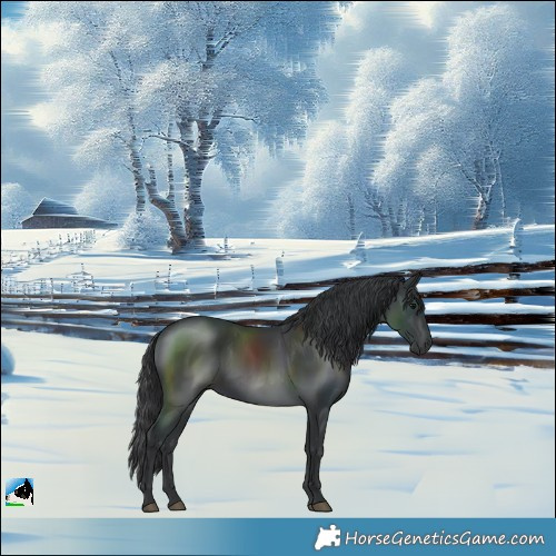 Horse Color:Black Rabicano 