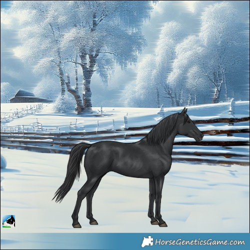 Horse Color:Black Rabicano 