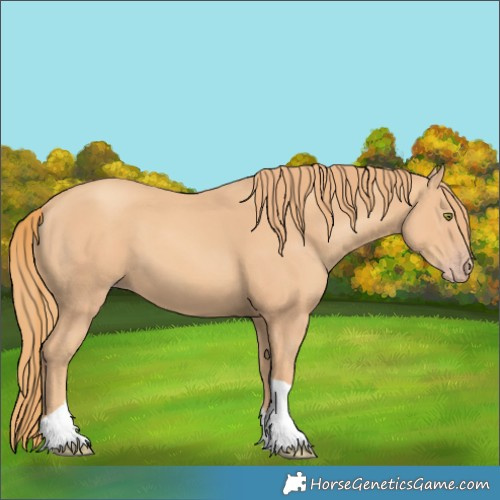 Horse Color:Gold Champagne Tobiano 