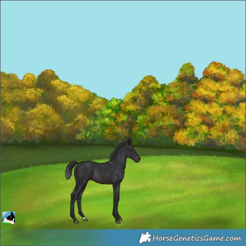 Horse Color:Brown Rabicano 