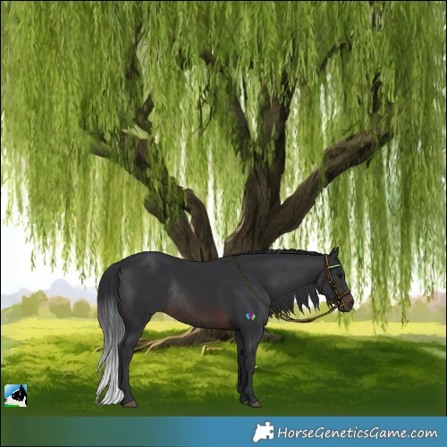 Horse Color:Brown Rabicano 