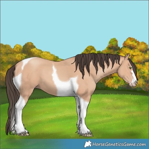 Horse Color:Amber Champagne Tobiano 