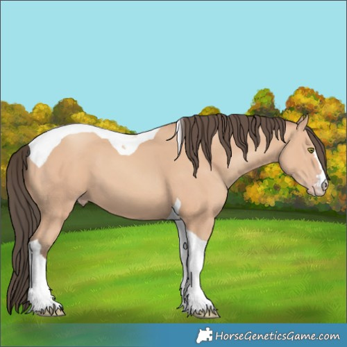 Horse Color:Amber Champagne Tobiano 