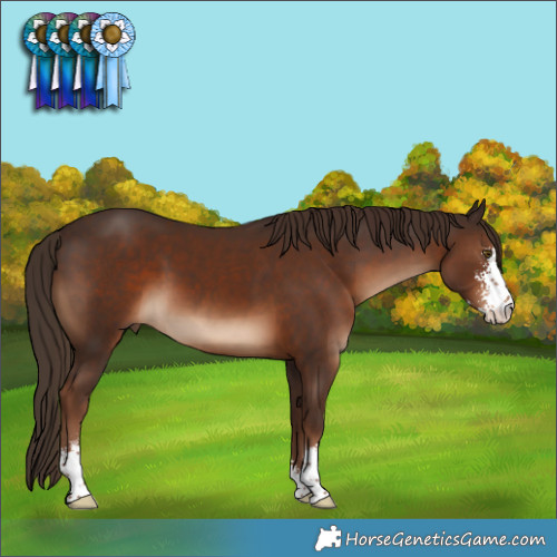 Horse Color:Liver Chestnut Sabino 