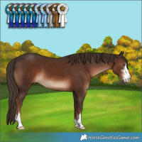Horse Color:Liver Chestnut Sabino 