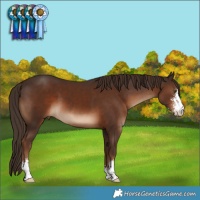 Horse Color:Liver Chestnut Sabino 