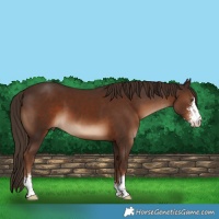 Horse Color:Liver Chestnut Sabino