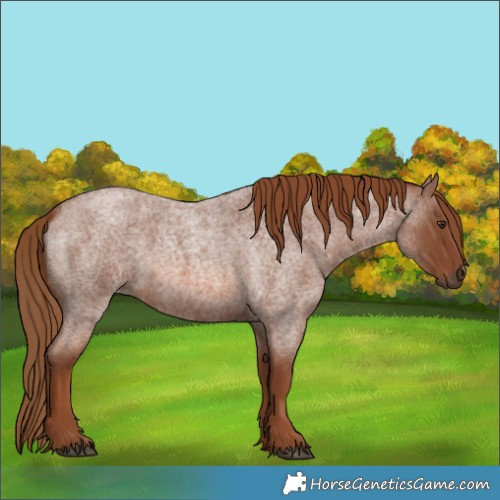 Horse Color:Red Roan