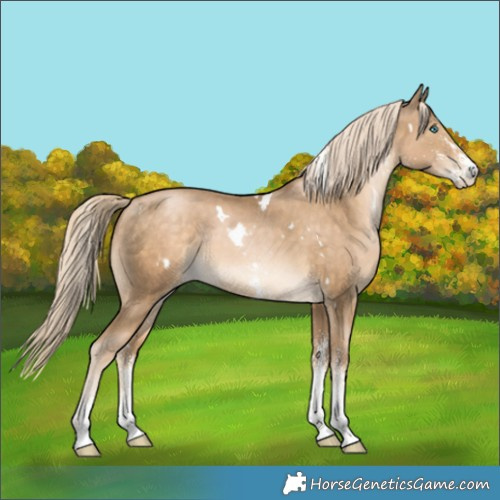 Horse Color:White Spotted Chocolate Palomino Pearl Mushroom 