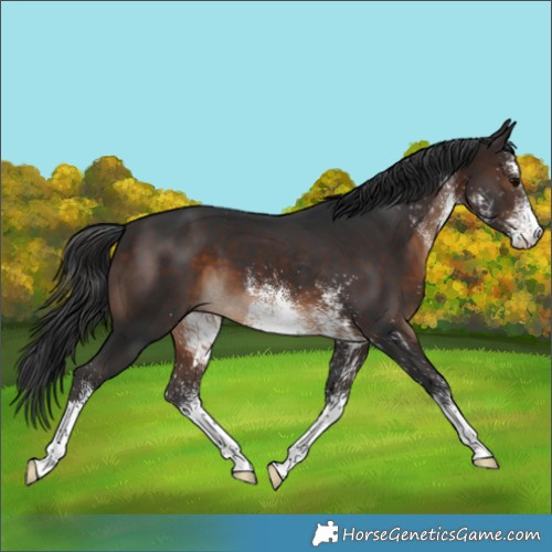 Horse Color:White Spotted Brown 