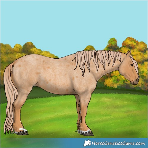 Horse Color:Red Roan 