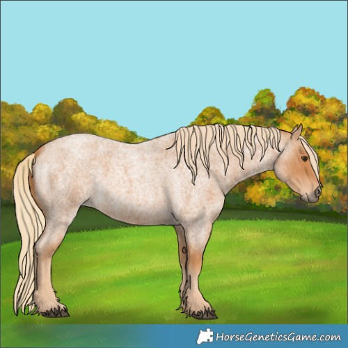 Horse Color:Red Roan 