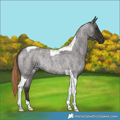Horse Color:Liver Red Roan Tobiano Rabicano 