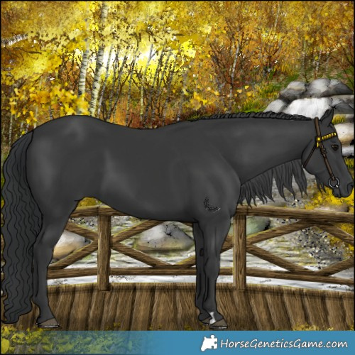 Horse Color:Black 