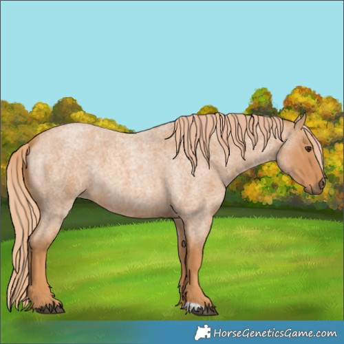 Horse Color:Red Roan 