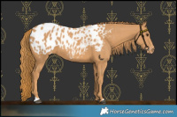 Horse Color:Chestnut Near Leopard 