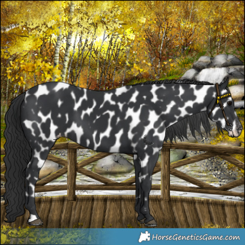 Horse Color:Black Near Leopard 