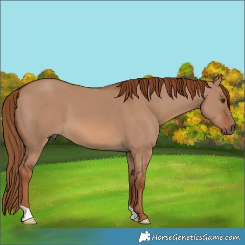 Horse Color:Red Dun 