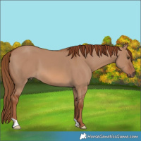 Horse Color:Red Dun 