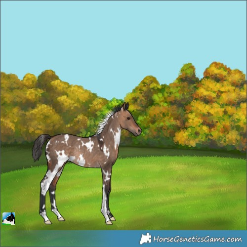 Horse Color:White Spotted Bay Dun Rabicano