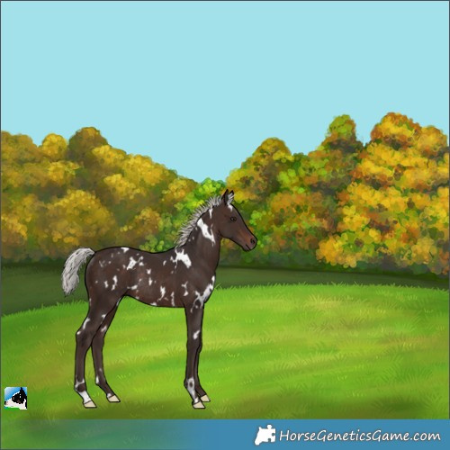 Horse Color:White Spotted Silver Brown Rabicano 
