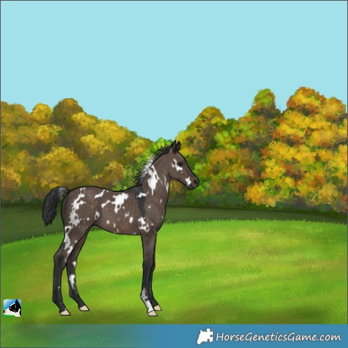 Horse Color:White Spotted Brown Dun