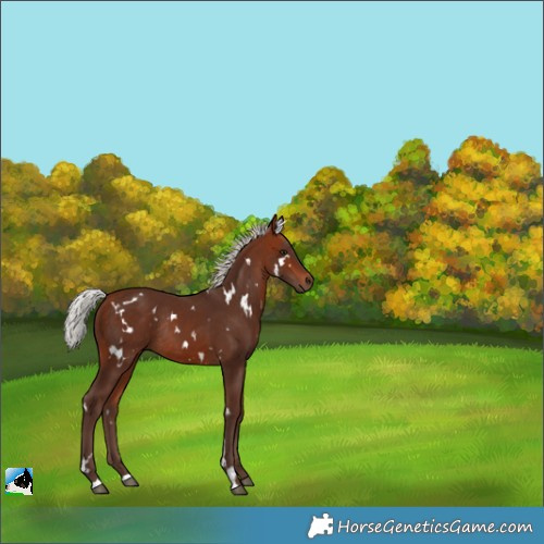 Horse Color:White Spotted Silver Bay Rabicano 