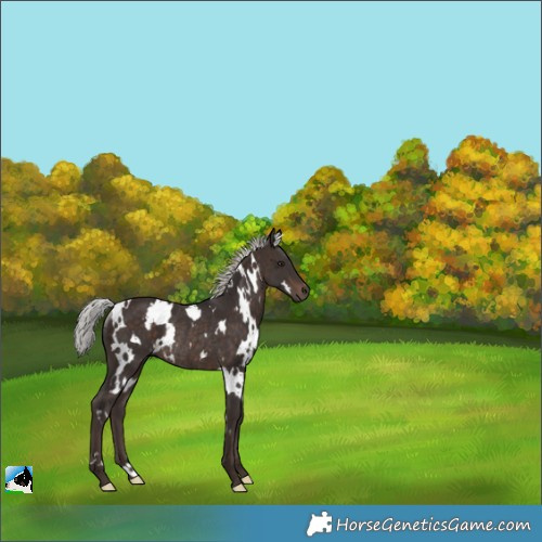 Horse Color:White Spotted Silver Brown Rabicano 