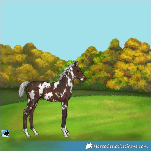 Horse Color:White Spotted Silver Brown