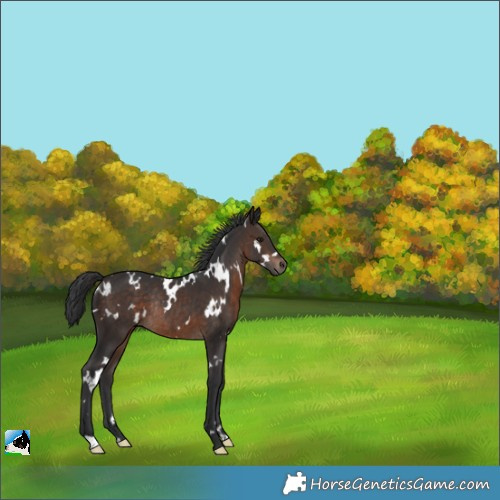 Horse Color:White Spotted Brown Rabicano