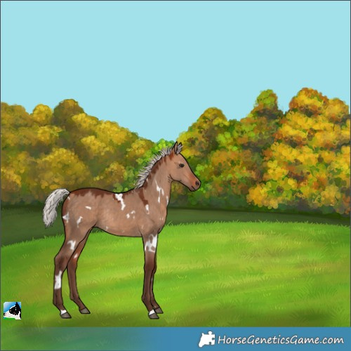 Horse Color:White Spotted Silver Bay Dun Rabicano 