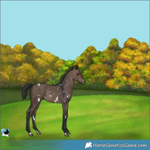 Horse Color:White Spotted Bay Dun Rabicano