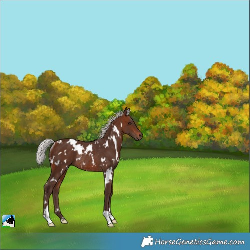 Horse Color:White Spotted Silver Brown Rabicano
